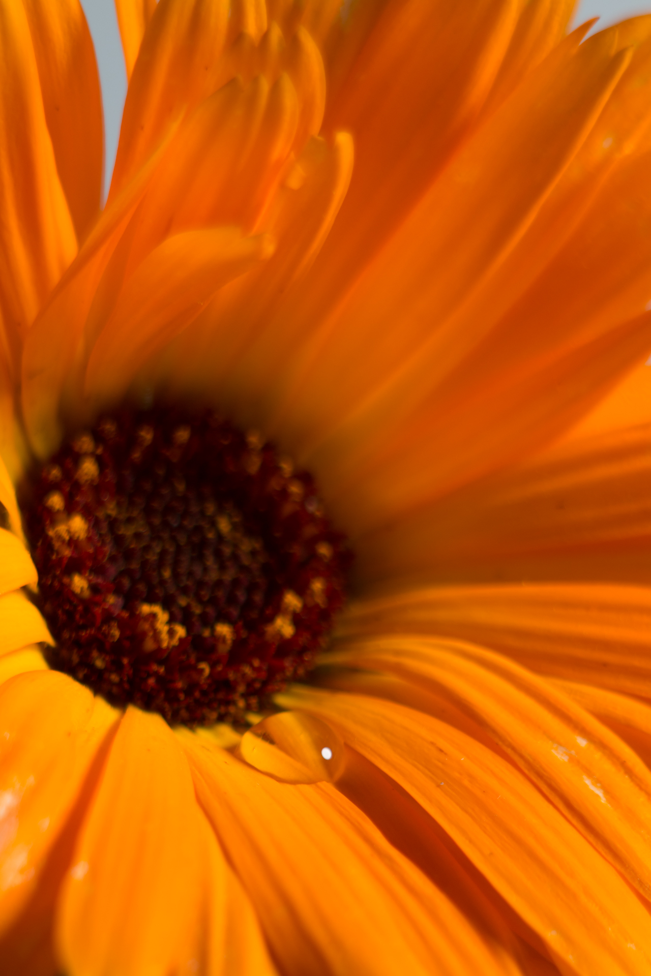 L' Oeil Noir Photographie